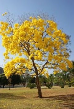 Handroanthus_serratifolius Yellow Trumpet Tree